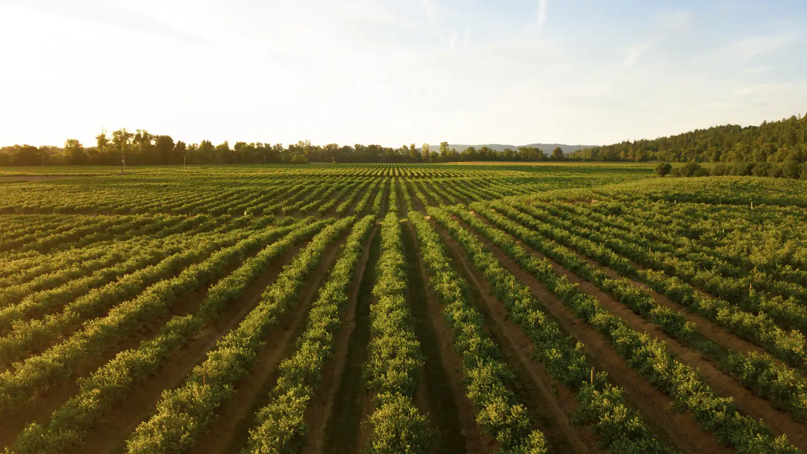 Hileras de cultivo en un campo al atardecer